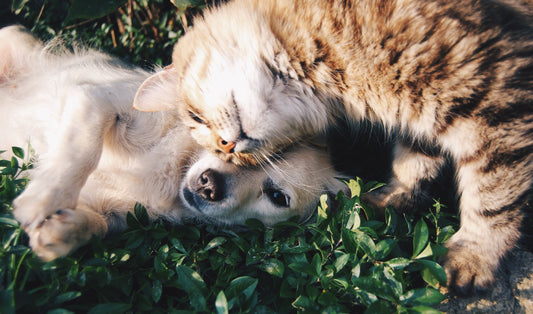 cute cat and dog snuggling