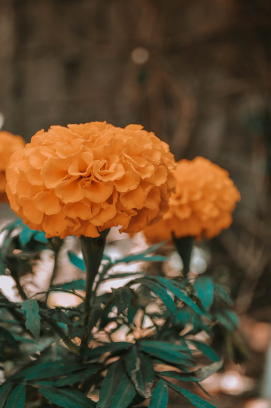 a close up of marigold flowers in a field